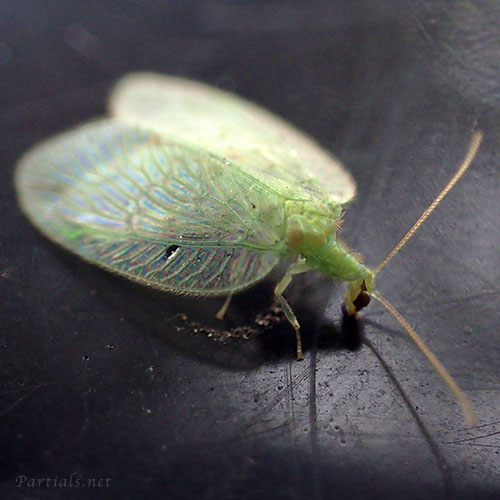 ミドリヒメカゲロウ