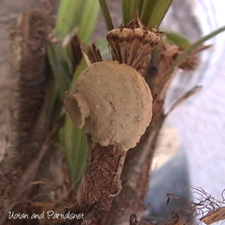 トックリバチの巣