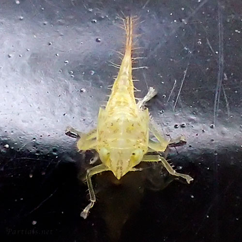 ミスジトガリヨコバイの幼虫