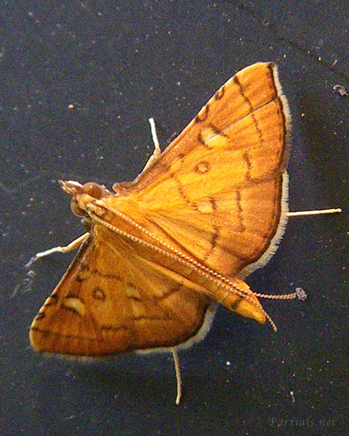 ミツテンノメイガ