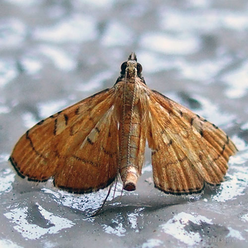 ミツテンノメイガ