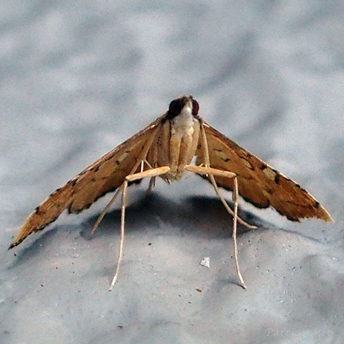 ミツテンノメイガ