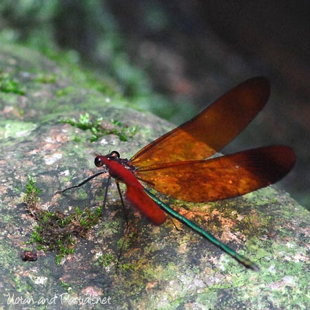 ミヤマカワトンボ