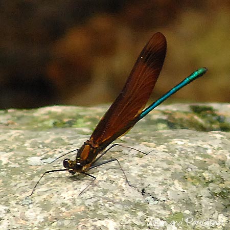 ミヤマカワトンボ