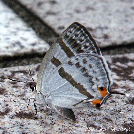 ミズイロオナガシジミ