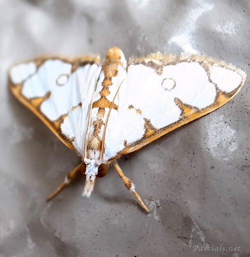 モンキシロノメイガ