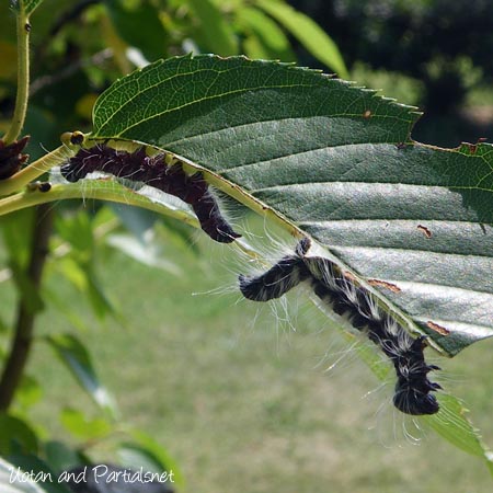 モンクロシャチホコ（幼虫）