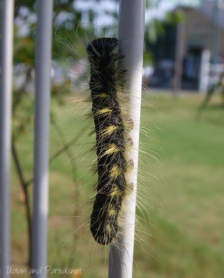 モンクロシャチホコ（幼虫）