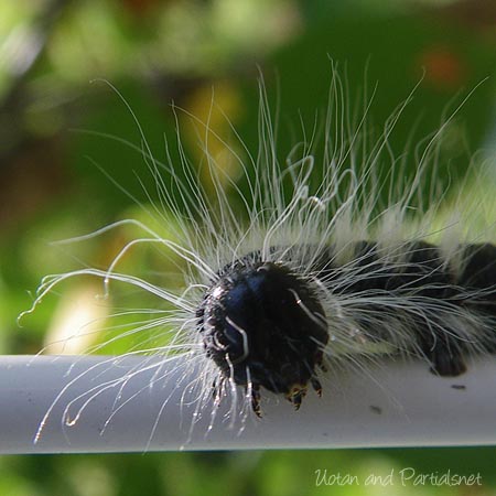 モンクロシャチホコ（幼虫）
