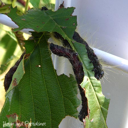 モンクロシャチホコ（幼虫）