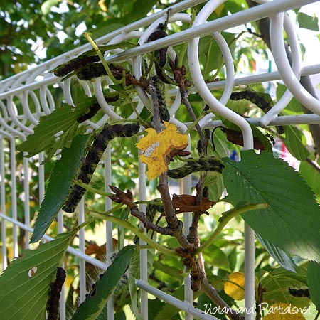 モンクロシャチホコ（幼虫）