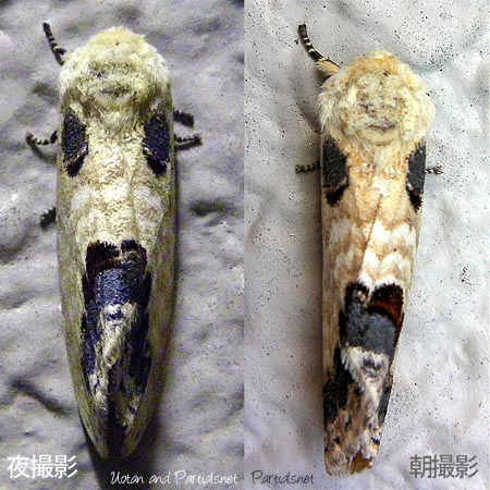 モンクロシャチホコ