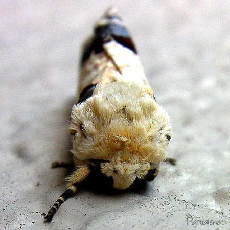 モンクロシャチホコ