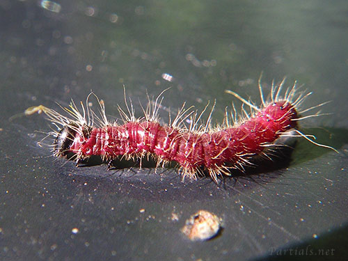 モンクロシャチホコ（幼虫）