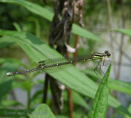モノサシトンボ