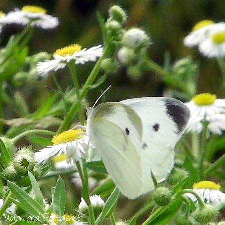 モンシロチョウ