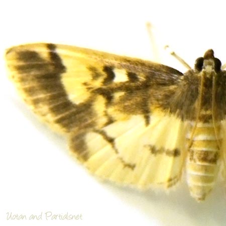 モンスカシキノメイガ