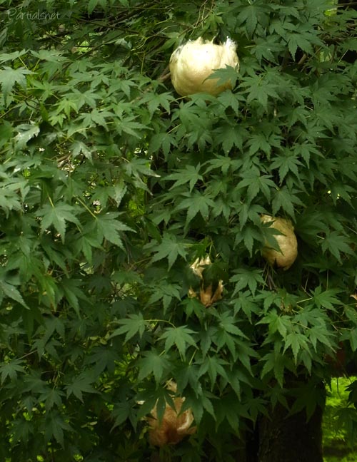 モリアオガエル