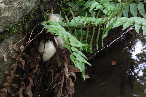 モリアオガエル