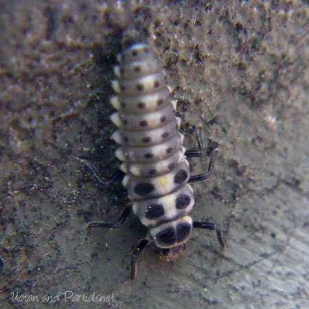 ムーアシロホシテントウの幼虫