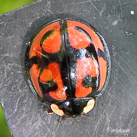 カメノコテントウ