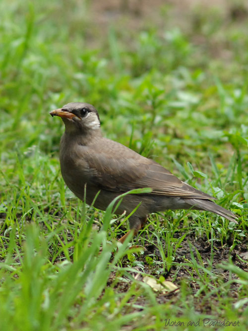 ムクドリの幼鳥