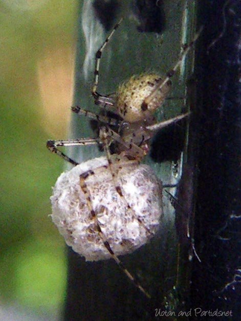 ムナボシヒメグモ？