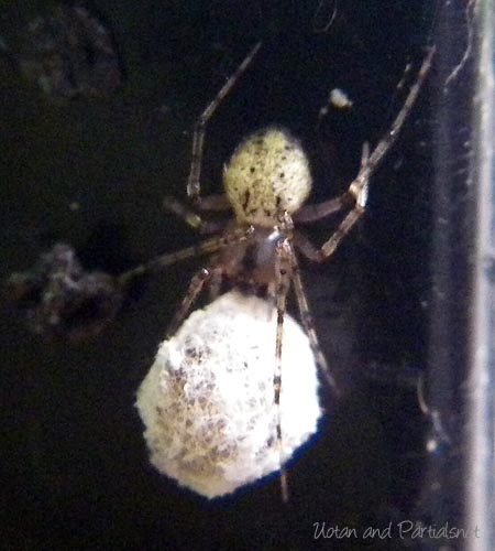 ムナボシヒメグモ？