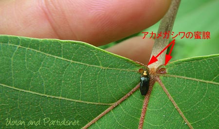 ムネアカチビナカボソタマムシ