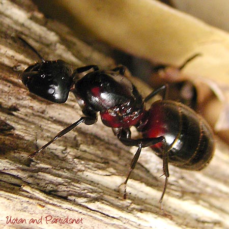 ムネアカオオアリ女王