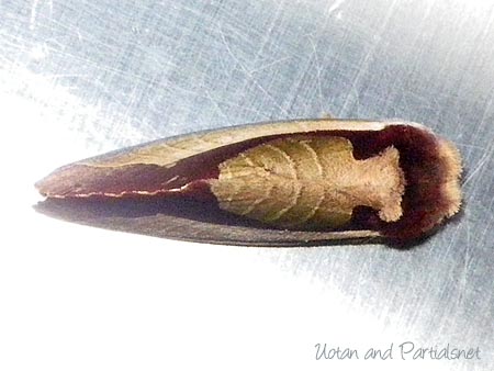 ムラサキシャチホコ