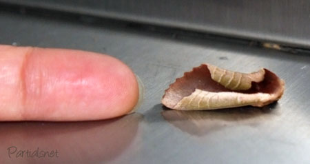 ムラサキシャチホコ