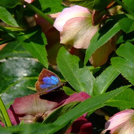 ムラサキシジミ