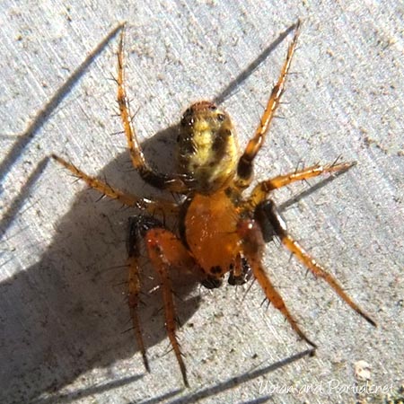 ムツボシオニグモ