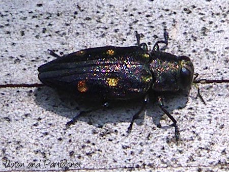 ムツボシタマムシ