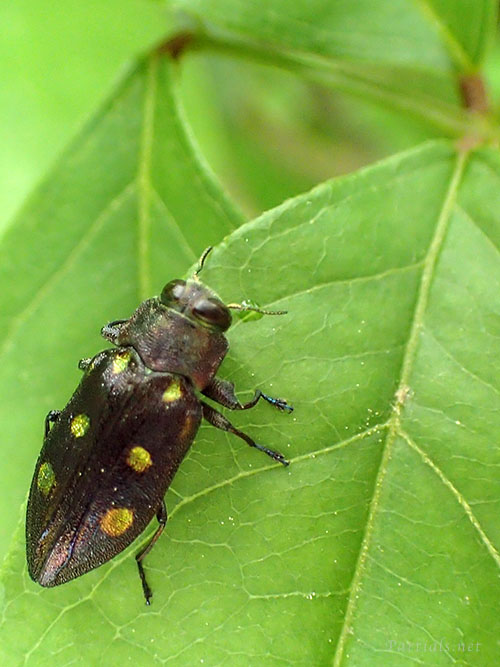 ムツボシタマムシ