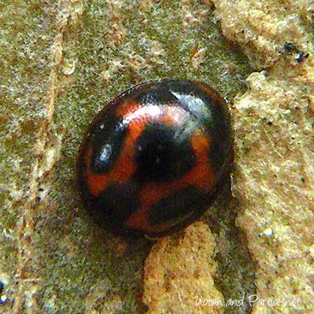 ムツボシテントウ