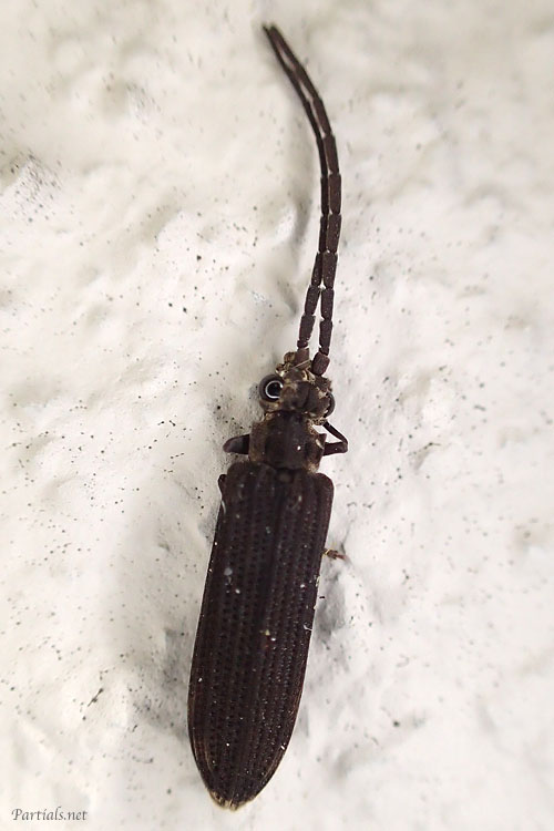 ナガヒラタムシ