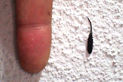 ナガヒラタムシ