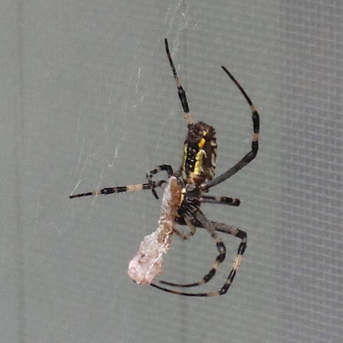 ナガコガネグモ