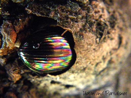 オオニジゴミムシダマシ