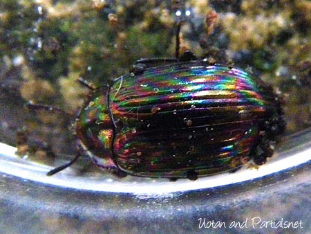 オオニジゴミムシダマシ