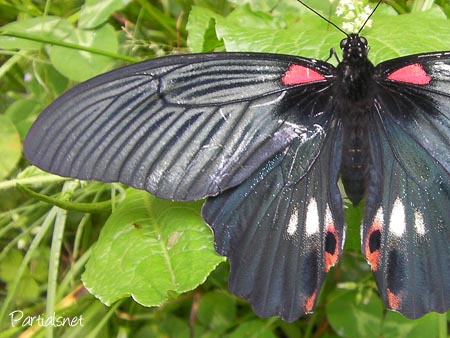 ナガサキアゲハ