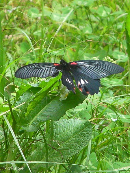 ナガサキアゲハ