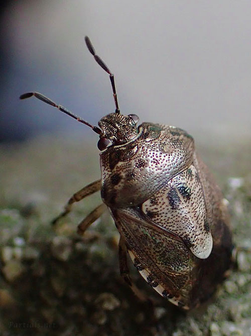 ナカボシカメムシ