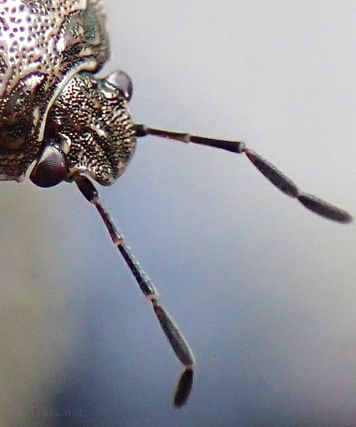 ナカボシカメムシ