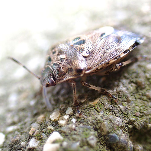 ナカボシカメムシ