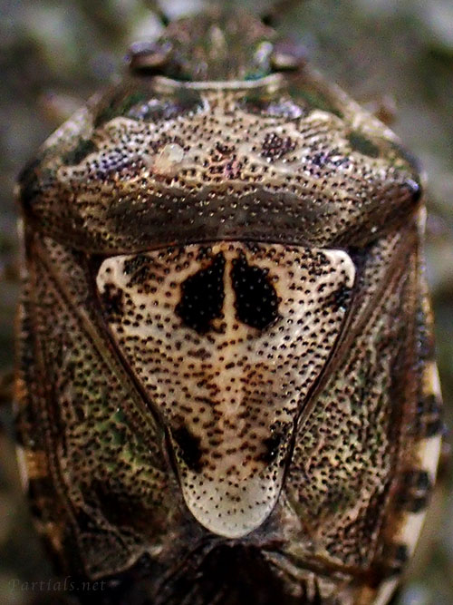 ナカボシカメムシ