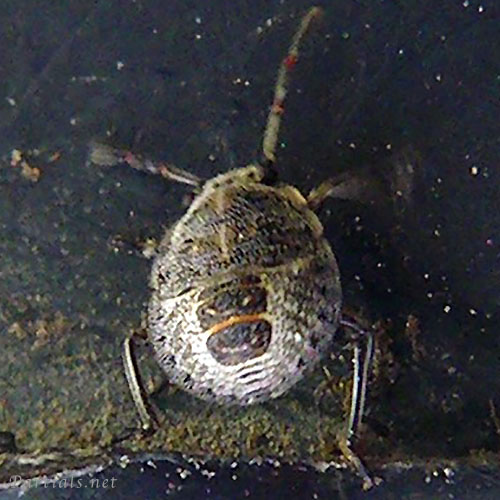 ナカボシカメムシ？