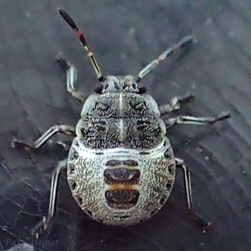 ナカボシカメムシ？